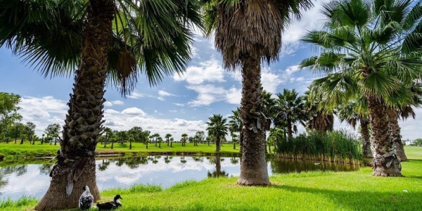 122 av san antonio, reserva santa monica FRACCIONAMIENTO RANCHO SANTA MONICA, ,Terreno,Venta,av san antonio, reserva santa monica,1116 122 av san antonio, reserva santa monica FRACCIONAMIENTO RANCHO SANTA MONICA, ,Terreno,Venta,av san antonio, reserva santa monica,1116