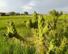 EL POTRERO NUEVO CARRETERA A SANDOVALES, 2 Bedrooms Bedrooms, 0 ,1 BathroomBathrooms,Quinta,Venta,EL POTRERO NUEVO,0,1150
