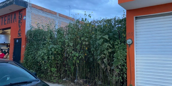 Gladiola, M1 - LOTE 11, Vergel de Valle, 0 , 0 ,0,Terreno,Venta,Gladiola, M1 - LOTE 11,0,1177 Gladiola, M1 - LOTE 11, Vergel de Valle, 0 , 0 ,0,Terreno,Venta,Gladiola, M1 - LOTE 11,0,1177