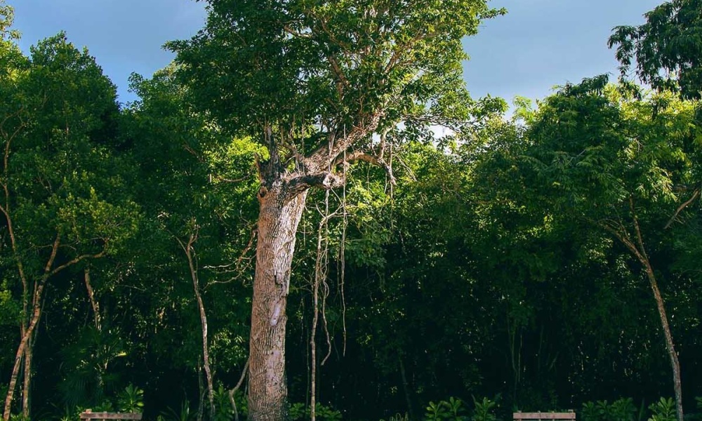 Chemuyil, 0 , 0 ,0,Terreno,Venta,0,1026