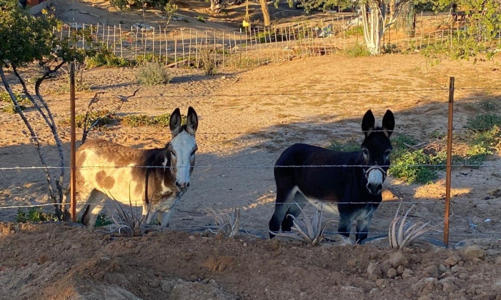 CARRETERA LOS PLANES LA PAZ, 0 , 10 Habitaciones Habitaciones,5 BathroomsBathrooms,Rancho,Venta,CARRETERA LOS PLANES,0,1065